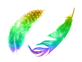 Fototapete - watercolor set. two feathers. isolated on white
