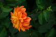 Orange dahlia flower.