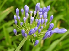 Close-up Of A Purple Flower (Agapanthus - African Lily) In Bloom, Illuminated By The Morning Light. Green Blurred Background. Springtime.