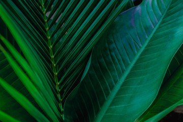  tropikalne liście, streszczenie tekstura zielony las, przyroda w tle