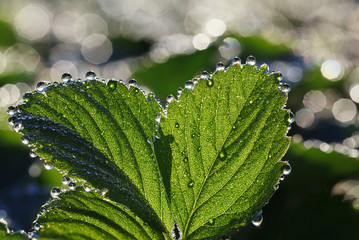 Sticker - Dew drops on leaves edges