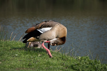 Egyptian Geese And Goslings On Grass By Lake In Midhurst. West Sussex