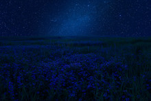 Night Summer Landscape With Flowers