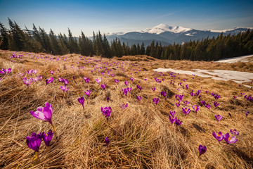 Wall Mural - spring landscape with crocus flowers