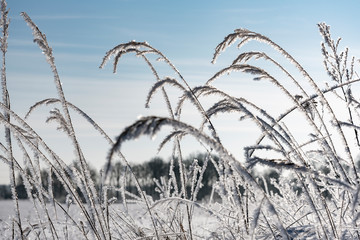 Wall Mural - Hoarfrost on dry grass in winter time.