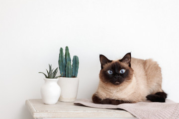 Siamese cat lies on a table with cacti on a white background