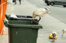 White Ibis Bird Eating Food From Rubbish On Floor Around Bins In Sydney City, Australia