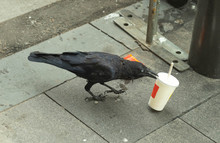 Black Crow And Raven Bird Eating Food From Rubbish On Floor In Sydney, Australia
