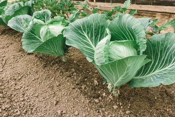 Fresh cabbage in the garden. Large heads of cabbage in the garden. Cabbage with large leaves