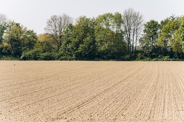 Ploughed field under a blue sky. A wide angle shot of a ploughed, tree-lined field.