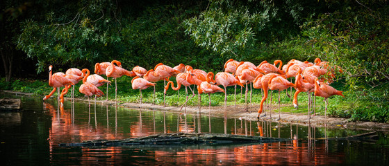 Naklejka wyspa natura flamingo park