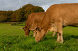 Vaca rubia gallega en un prado.