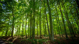 Fototapeta Las - forest trees. nature green wood