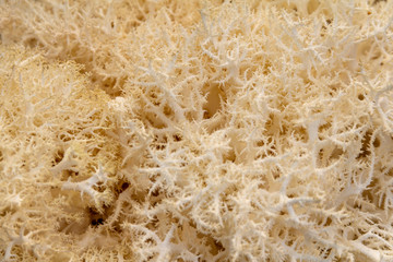 Wall Mural - Hericium mushroom closeup