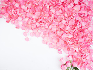 Wall Mural - Frame made of pink rose petals