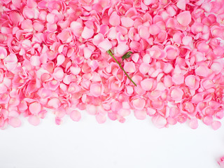 Poster - Frame made of pink rose petals