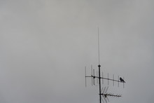 Black Crow Sky Bird Antenna