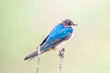 Swallow on a branch at Hoskote Lake Bangalore Karnataka