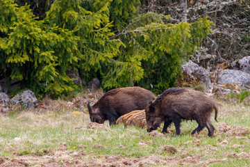 Canvas Print - Wild pigs at the edge of a woodland