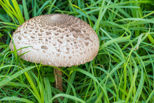 Macrolepiota Procera  The Parasol Mushroom