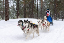 Sled Dog Racing. Husky Sled Dogs Team Pull A Sled With Dog Driver. Winter Competition.