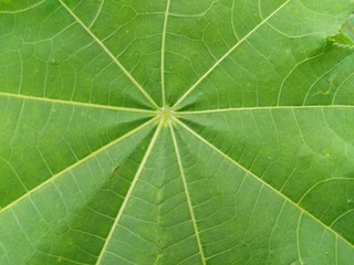 green leaf