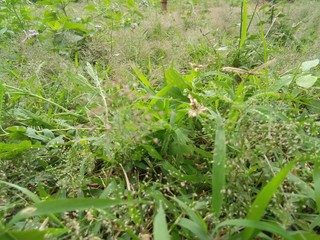 plants in garden