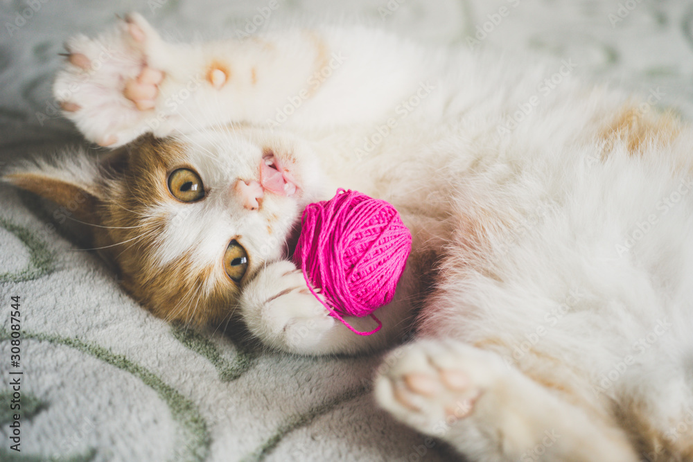Ginger kitten plays with a ball of thread, pet lying on the bed, funny cat shows tongue. - obrazy, fototapety, plakaty 