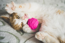 Ginger Kitten Plays With A Ball Of Thread, Pet Lying On The Bed, Funny Cat Shows Tongue.