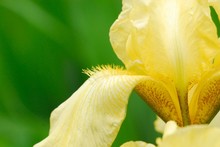 Close Up Of Yellow Bearded Iris