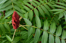 Red Drupe Of A Staghorn Sumac With Green Compound Leaves