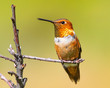 Rufous hummingbird perched on a branch