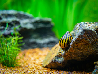 Canvas Print - spotted nerite snail (Neritina natalensis) eating on a rock in a fish tank