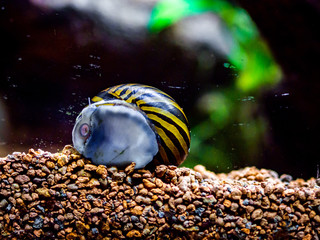 Canvas Print - spotted nerite snail (Neritina natalensis) eating algae from the fish tank glass