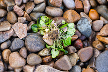 Weeds Uprooted On A Pebble Beach
