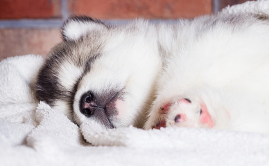 Poster - cute puppy sleeping breed alaskan malamute