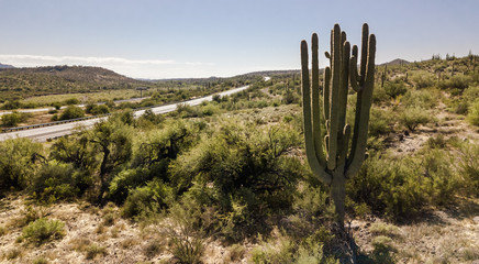 Sticker - A cactus field next to the highway in Phoenix Arizona