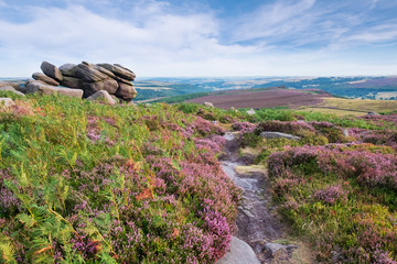 Higger Tor in the Derbyshire Peak district, UK. Summer moorland with heather, beautiful countryside close to Sheffield