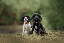 Two Pointer Mix Puppies Sitting Together Outdoors In Summer