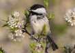 black capped chickadee perched among white blossems