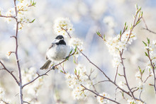 Black Capped Chickadee Perched Among White Blossems