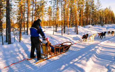 Wall Mural - Man with Husky family dog sled in winter Rovaniemi of Finland of Lapland. People and Dogsled ride in Norway. Animal Sledding on Finnish farm, Christmas. Sleigh. Safari on sledge and Alaska landscape.