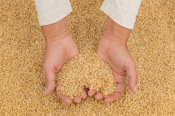 Wall Mural - Hands holding harvest of grain in a heart shape