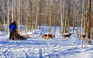 Wall Mural - Man with Husky family dog sled in winter Rovaniemi of Finland of Lapland. People and Dogsled ride in Norway. Animal Sledding on Finnish farm, Christmas. Sleigh. Safari on sledge and Alaska landscape.