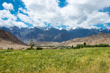 Ladakh, India - Aug 20 2019 - Wheat field at Likir Village in Ladakh, Jammu and Kashmir, India.