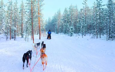 Wall Mural - Man with Husky family dog sled in winter Rovaniemi of Finland of Lapland. People and Dogsled ride in Norway. Animal Sledding on Finnish farm, Christmas. Sleigh. Safari on sledge and Alaska landscape.