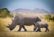 Female Rhino with her baby Rhino