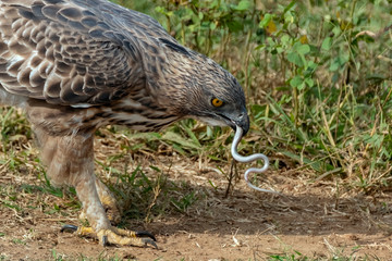 Wall Mural - Crested Serpent Eagle (Spilornis cheela) Eating a Snake, Udawalawe National Park, Sri Lanka