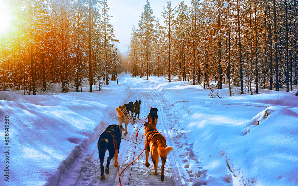 Husky family dog sled in winter Rovaniemi of Finland of Lapland. Dogsled ride in Norway. Animal Sledding on Finnish farm after Christmas. Fun on sleigh. Safari on sledge and Alaska landscape. - obrazy, fototapety, plakaty 