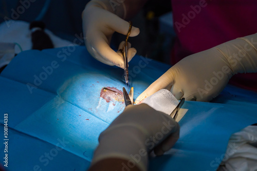 Fototapeta na szkło Close muscular layer in a feline ovariohysterectomy
